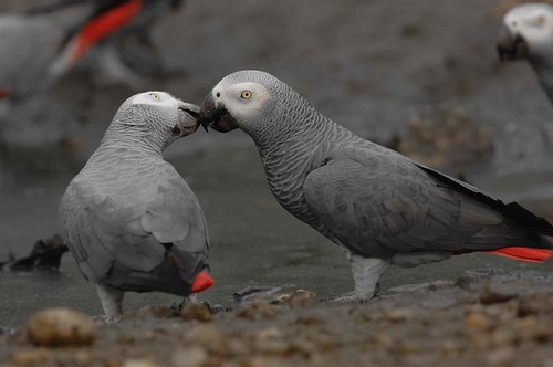 Grey Parrots --- vulnerable!