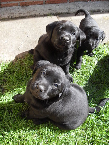 Lola - black Labrador Retriever puppy