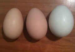 Egg Sizer