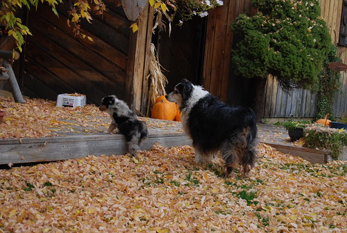 2009-10-24PuppiesHome51