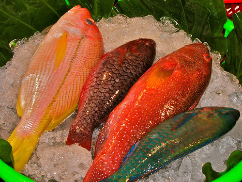 Fish quartet