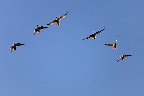 Snow geese in Flight