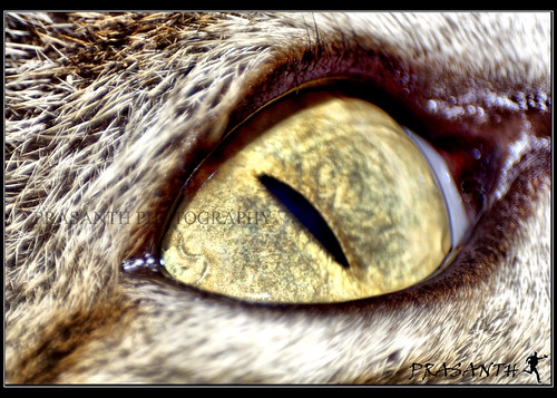 cat eyes close up. What you see is a close up of