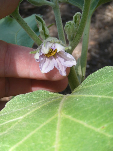 Eggplant Blooming