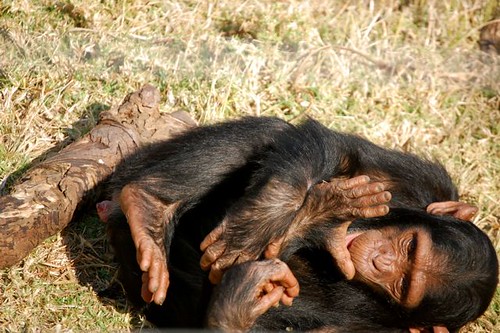 chimp laying
