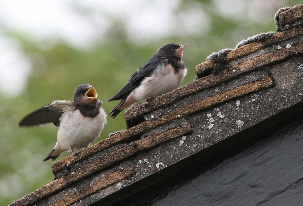 Swallow fledglings