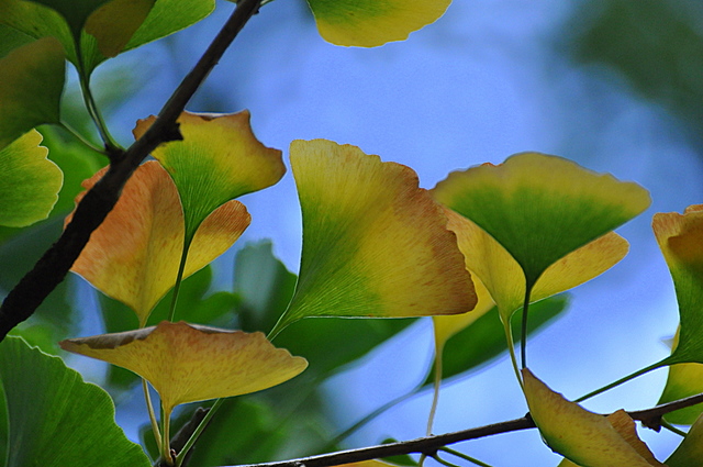 Ginkgo Blätter