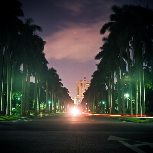 椰林大道 - Royal Palm Boulevard.