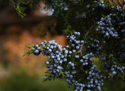 pine.berries