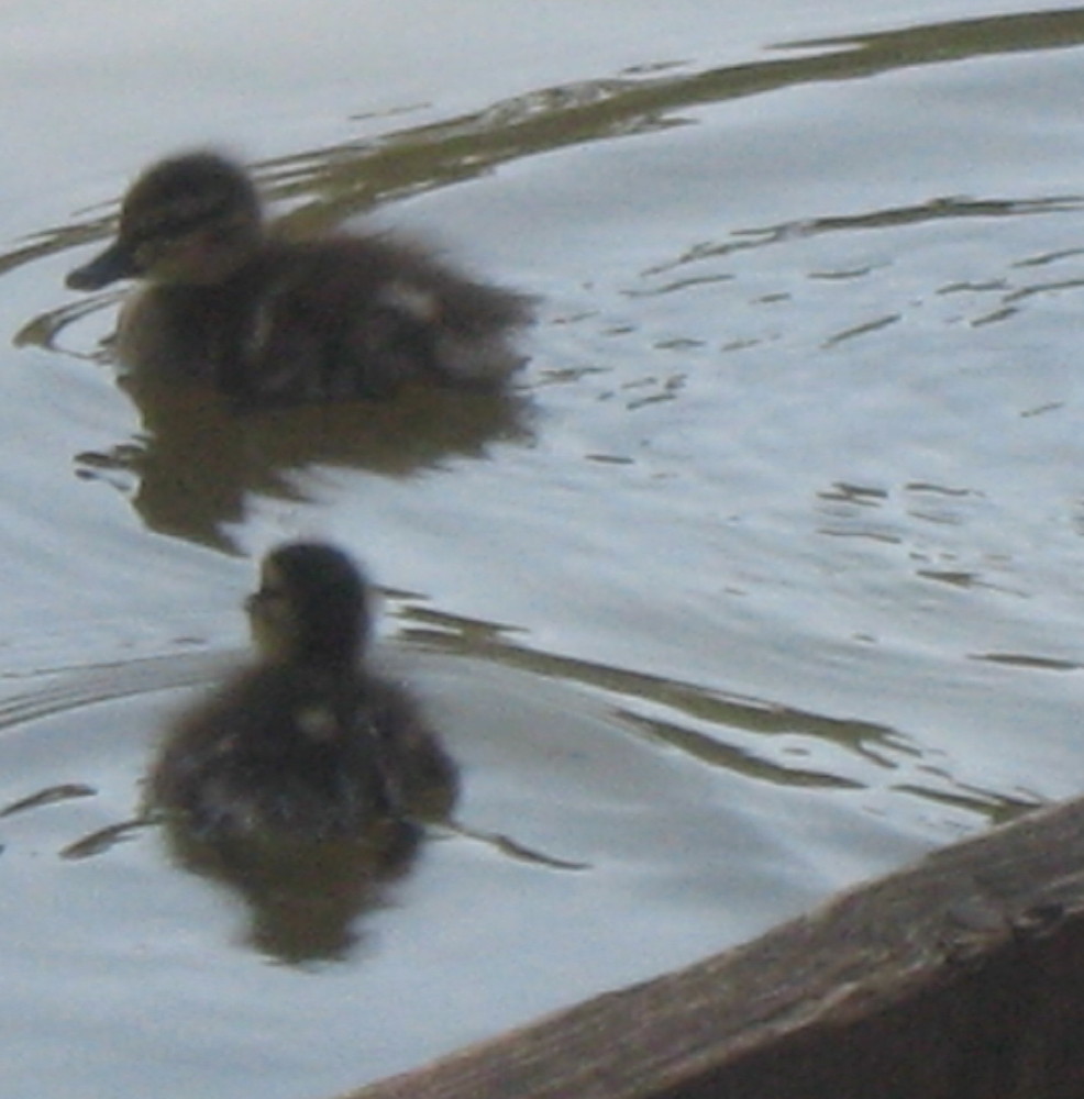 23-05-2011-baby-ducks