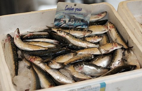 sardiner