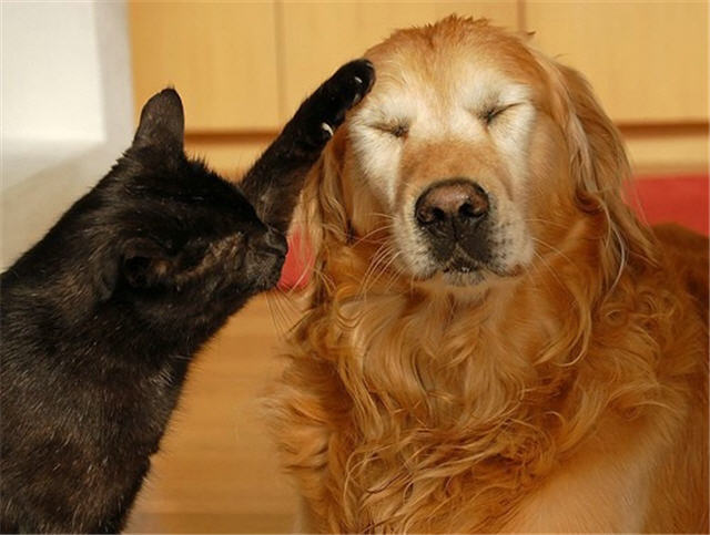 cats&dogs_14