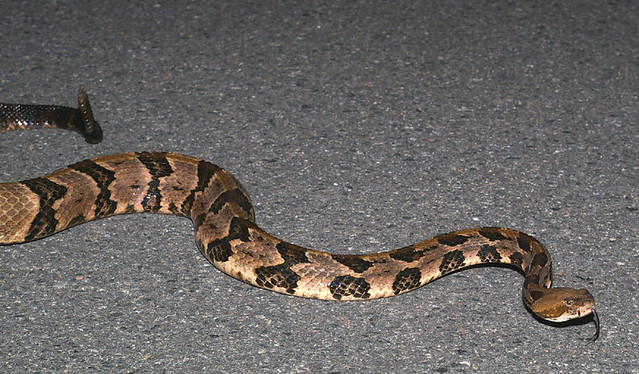 Timber Rattlesnake, se Georgia, USA. Timber Rattlesnake Crotalus horridus