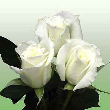 White Rose Flower Arrangements. A fresh white rose,