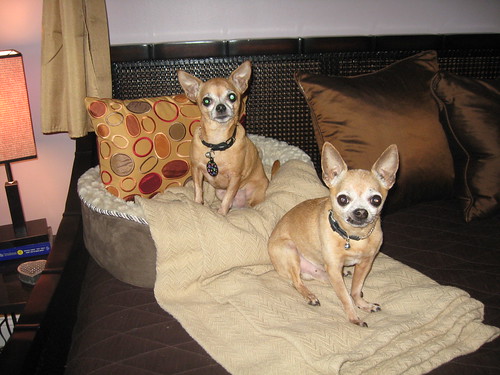 Peaches & Paco - there really are 2 of them!!