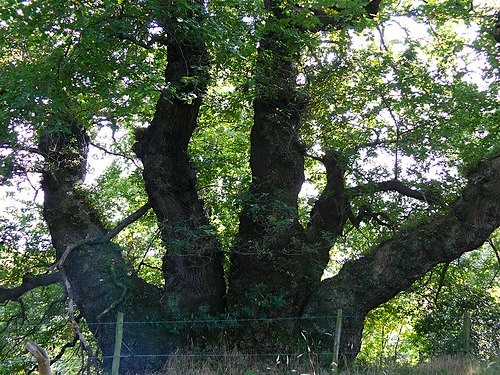 700 year old oak