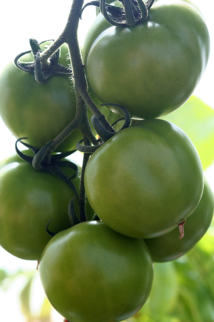 Sweet Cluster Tomato