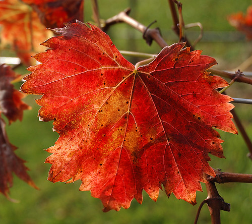 Grape leaf in Autumn