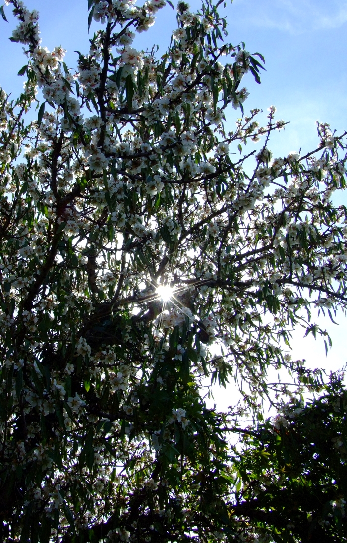 almond blossom 05