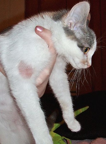 Ringworm Cats Pictures 7