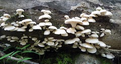 Oyster mushrooms in the wild