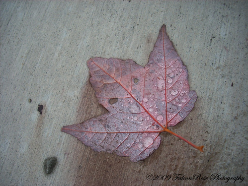 2009-20-29_maple_leaf_raindroplets_rs