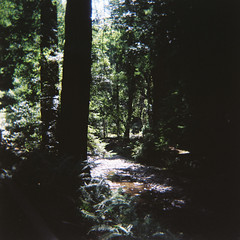 Muir Woods 1