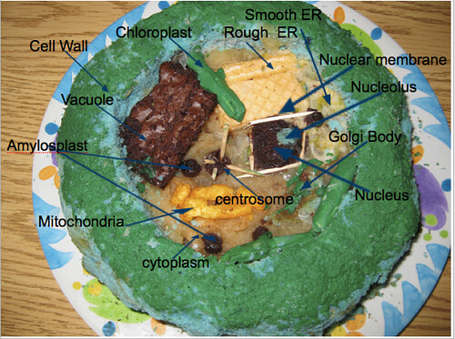3d Animal Cell Model With Labels. 3d+plant+cell+model+with+