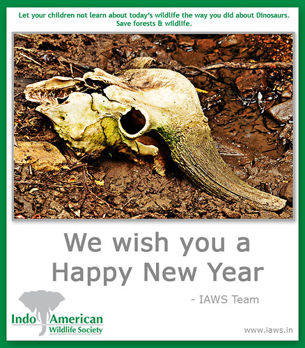 iaws-2010-new-year-wishes-2