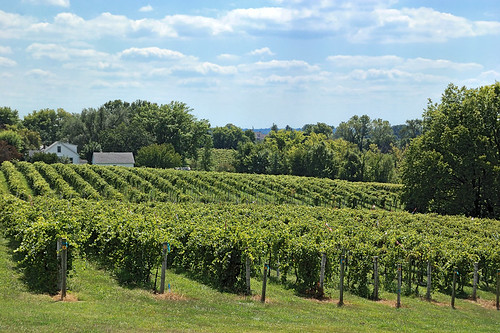 Vineyard in Augusta, Missouri, USA