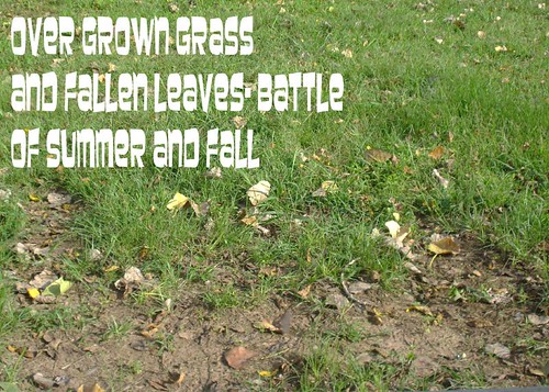 overgrowngrass