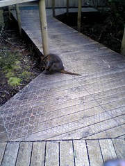 Small marsupial at Cradle Mountain Backpackers YHA