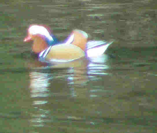 Impressionist Mandarin Duck