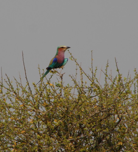 4007705478 977bc56222 Lilac Breasted Roller