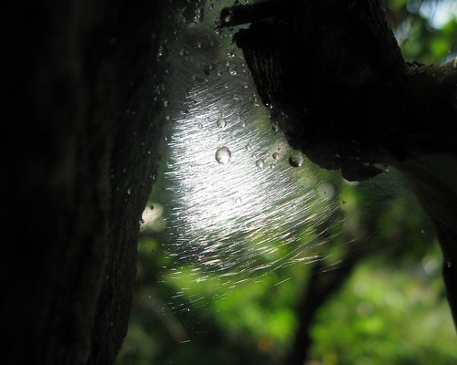 Nước và mạng nhện