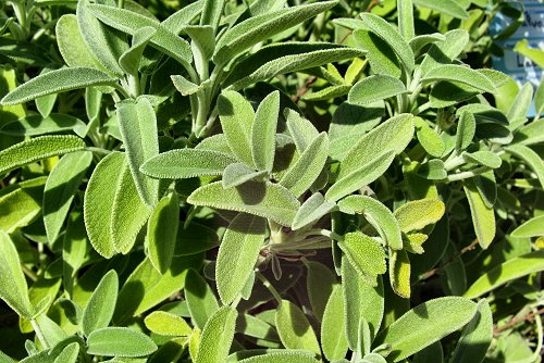 Salvia officinalis (rq) - 01
