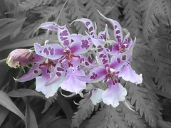 Orchids, Kew Gardens