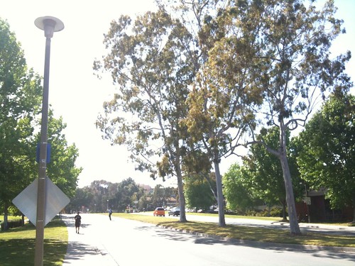 On the UCSD campus