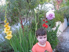 Gladiolus & Dahlia Boy