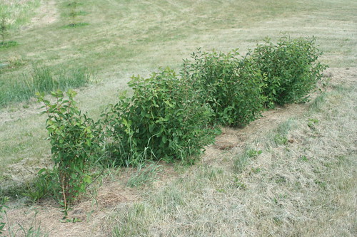 Three year Old Honeyberries