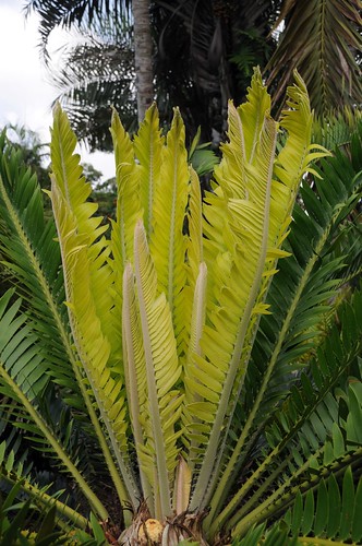 encephalartos manikensis6