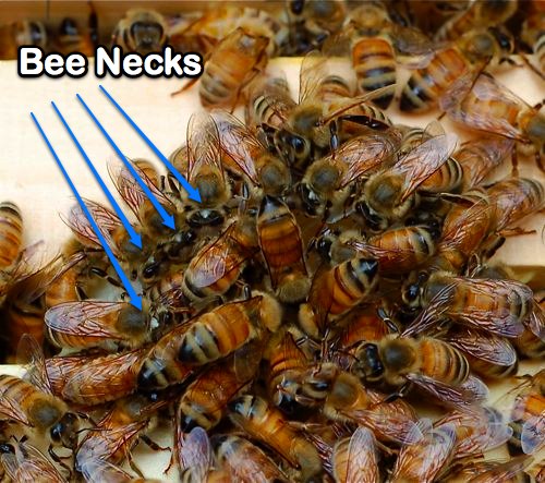 Bees and Edible Fungus — Birdchick