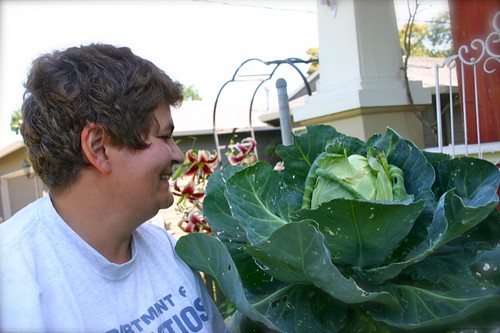 big cabbage!