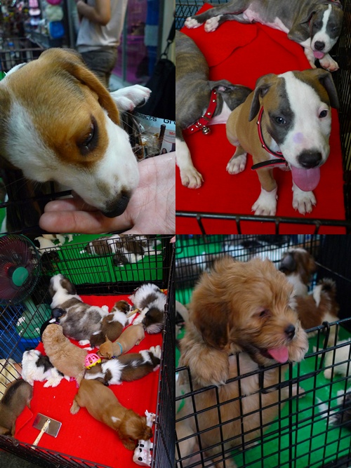 Chatuchak Puppies for Sale