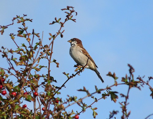 11477 - House Sparrow at Strumble Head