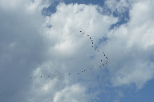 migrating geese above Long Branch beach in Fall