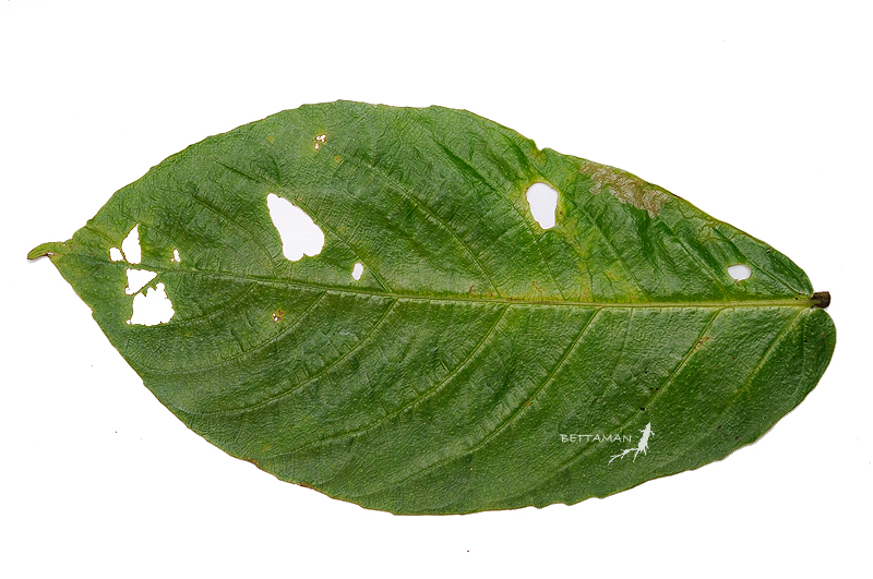 091018 台北 新店 四崁水 Leaf Miner on Ficus fistulosa Reinw. ex Blime, 1825
