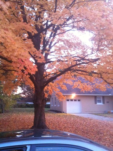 Tree and yard of my née place