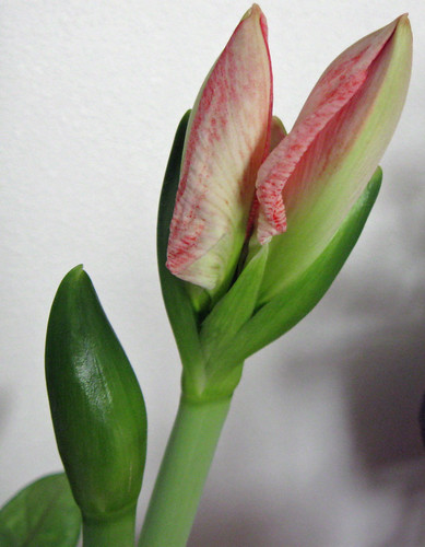 Amaryllis about to Bloom