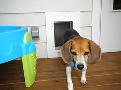 Gus and the Doggie Door